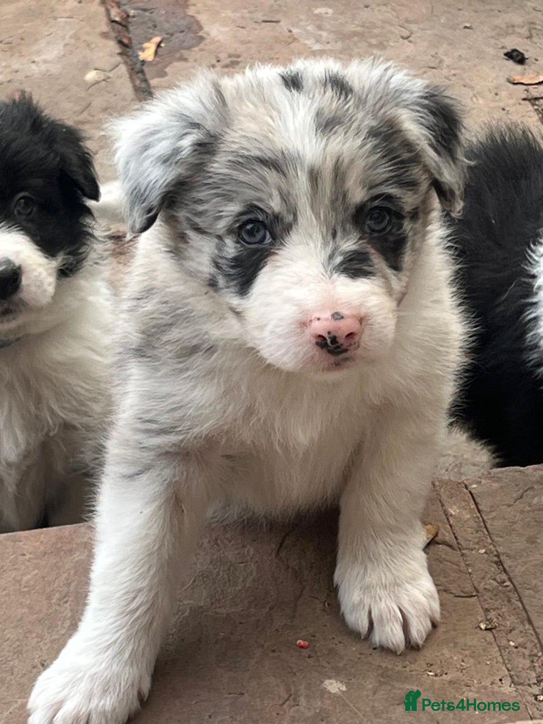 Border Collie dogs for sale: Border collie puppies with KC registered parents - Image 23
