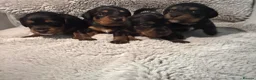 Jackapoo dogs for sale: Jackapoo Puppy’s  - Advert 19