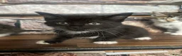 Mixed Breed cats for sale: Mixed Breed Kittens - Advert 6