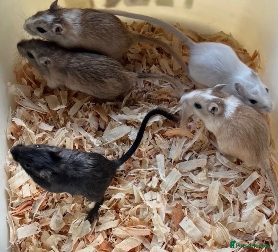 Gerbil rodents for sale: Baby gerbils super friendly and handled   - Advert 3
