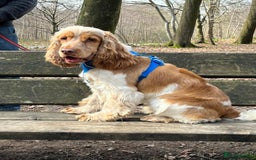 Cocker Spaniel dogs for stud: Orange Roan KC reg Show Cocker Spaniel Stud in Whitchurch - Image 1