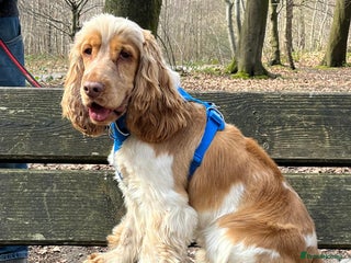 Cocker Spaniel dogs in Whitchurch - Advert 26