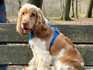 Cocker Spaniel dogs Orange Roan KC reg Show Cocker Spaniel Stud - Advert 20