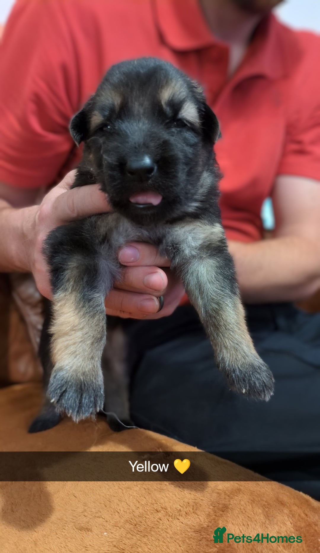 German Shepherd dogs for sale:  Gorgeous German Shepherd Puppies in Doncaster - Image 10