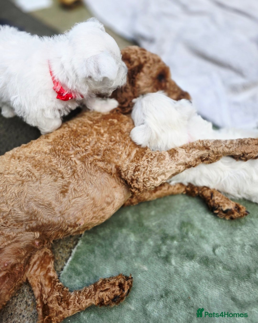 West Highland Terrier dogs for sale: Beautiful Westhighland Terrier Puppies  - Image 26