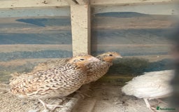 Chickens poultry for sale: Beautiful cock, Pigeon,Quail,H-egg,priceseparate  in Barking - Image 11