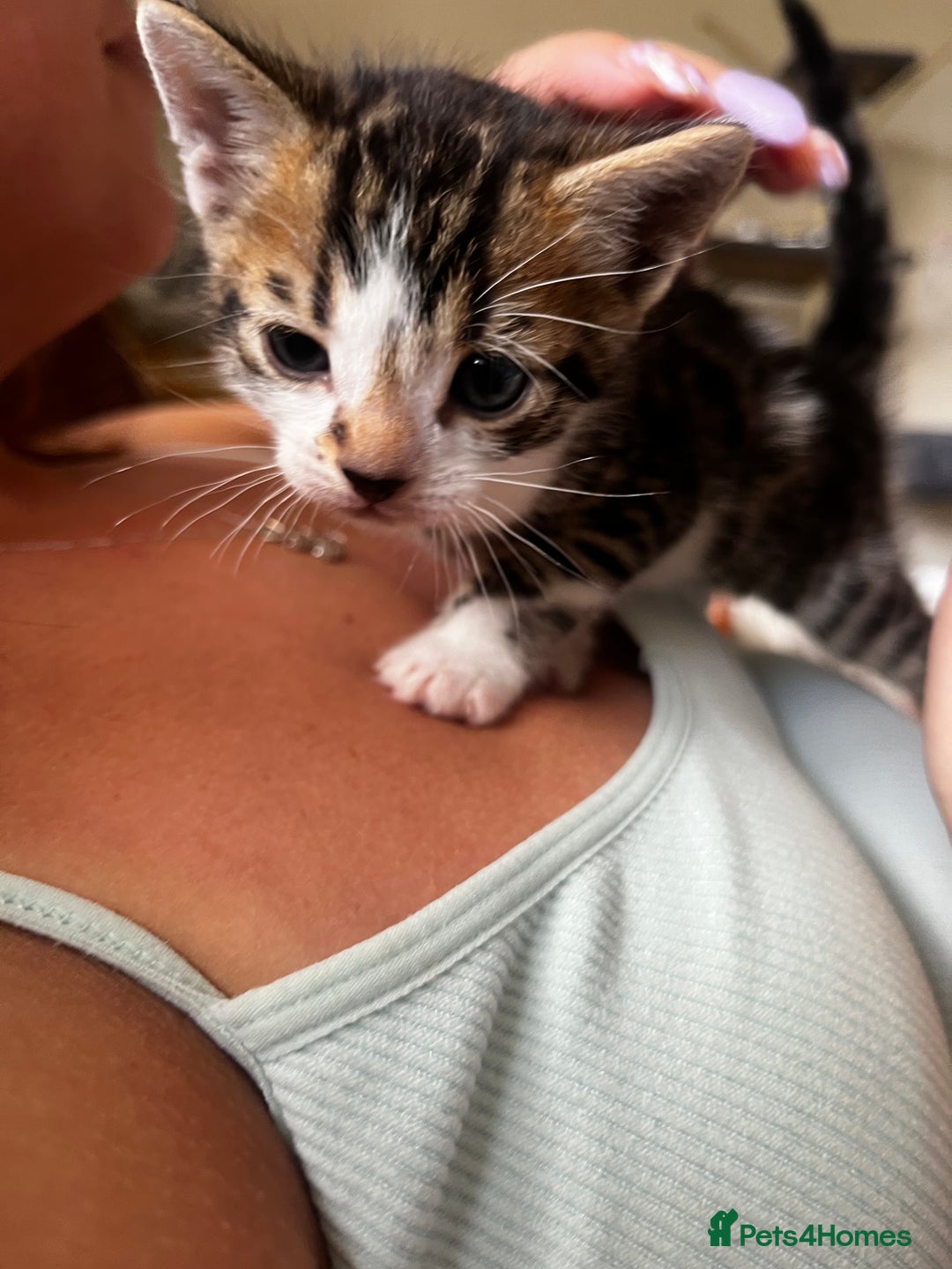 Bengal cats for sale: Only 1 little girl left. Needs her forever home xx in Oswestry - Image 18