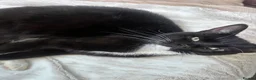Mixed Breed cats for sale: For Adoption -(Free)  2 x female cats - Advert 10