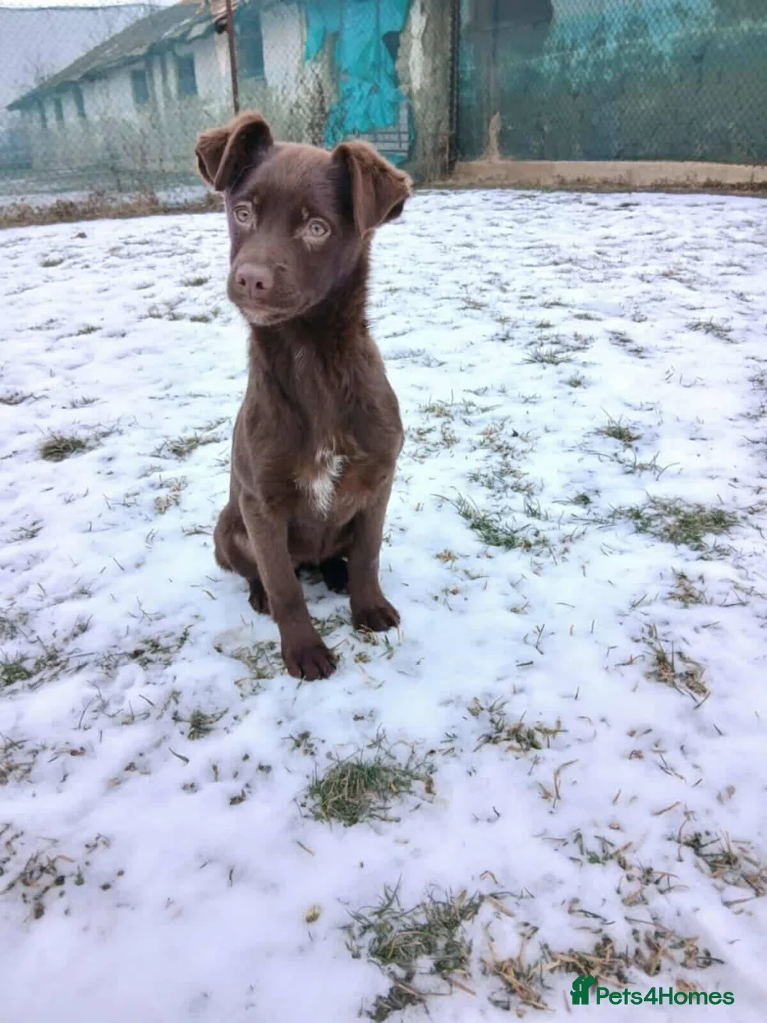 Mixed Breed dogs for adoption: Chocolate Chip for adoption in Hastings - Advert 2