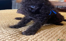 Cockapoo dogs for sale: Cockapoo puppies  - Image 37