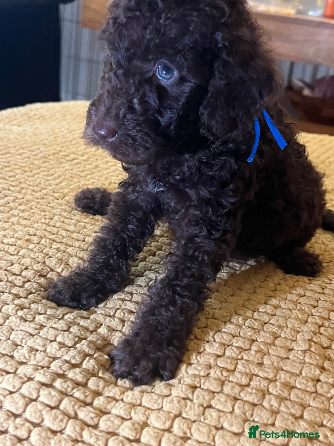 Cockapoo dogs for sale: Cockapoo puppies  - Image 37