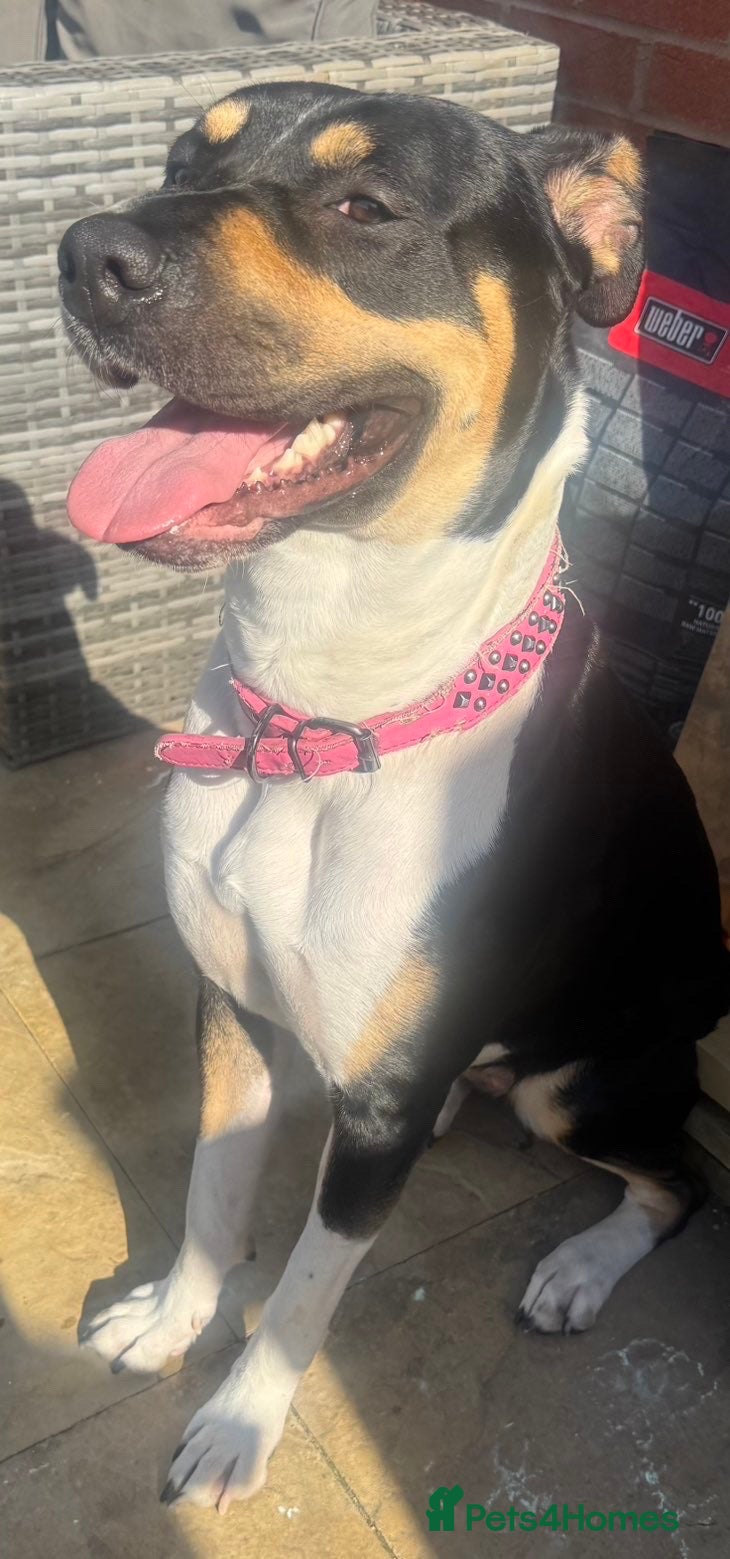 Mixed Breed dogs Beautiful girl for rehome  - Advert 8