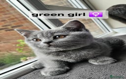 British Shorthair cats for sale: Beautiful Pedigree British short hair kittens🐈 in Buckhurst Hill - Image 6