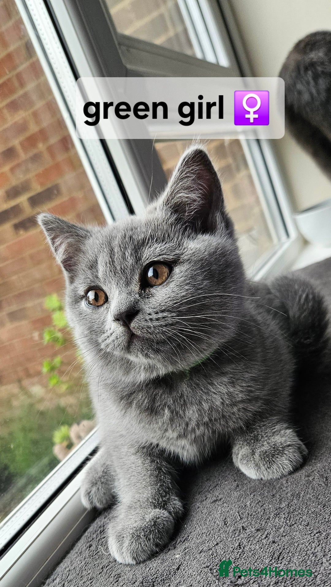 British Shorthair cats for sale: Beautiful Pedigree British short hair kittens🐈 in Buckhurst Hill - Image 6
