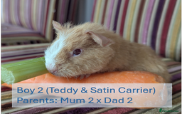 Guinea Pig rodents for sale: Teddy (& teddy satin carrier) guinea pigs for sale - Image 4
