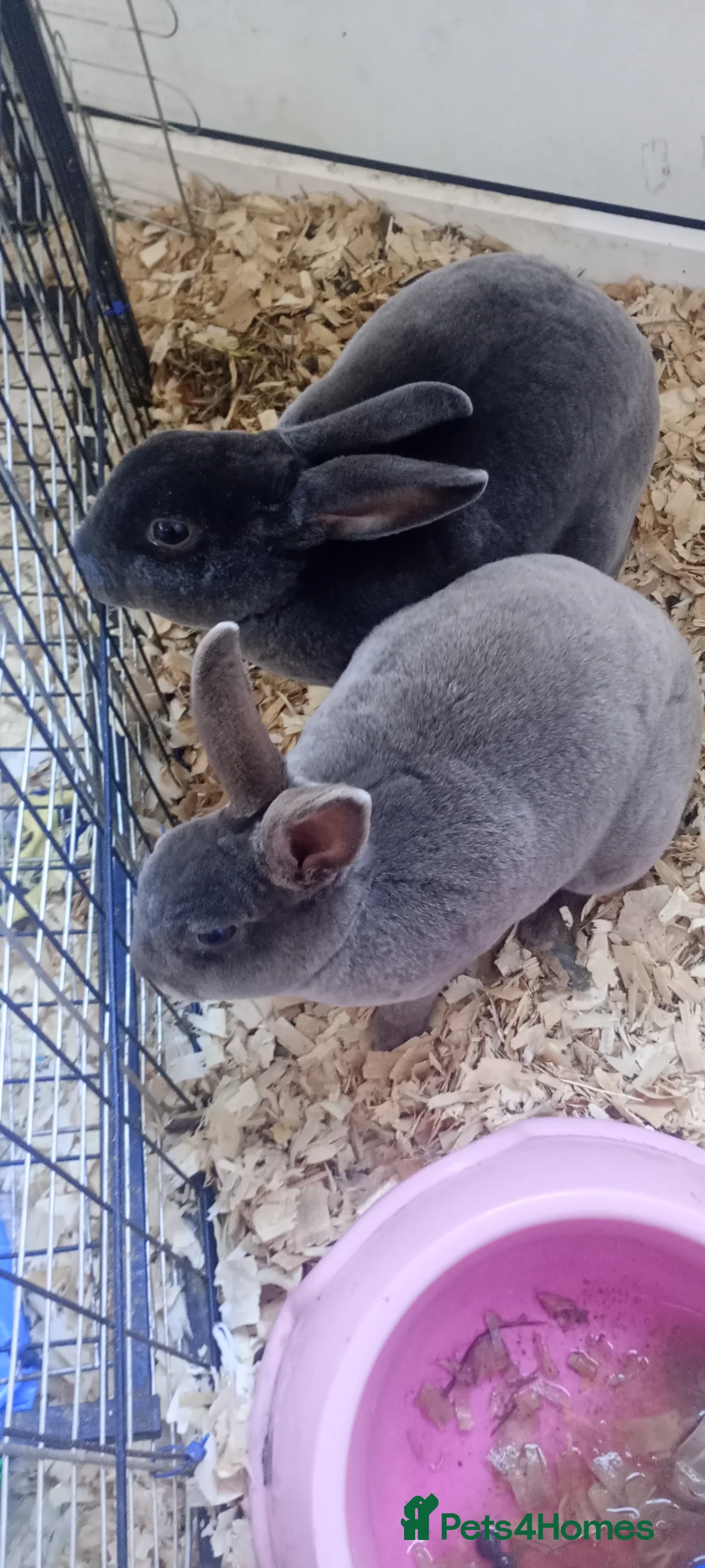 Rex rabbits for sale: 2 beautiful rex and bonded piggies  - Advert 8