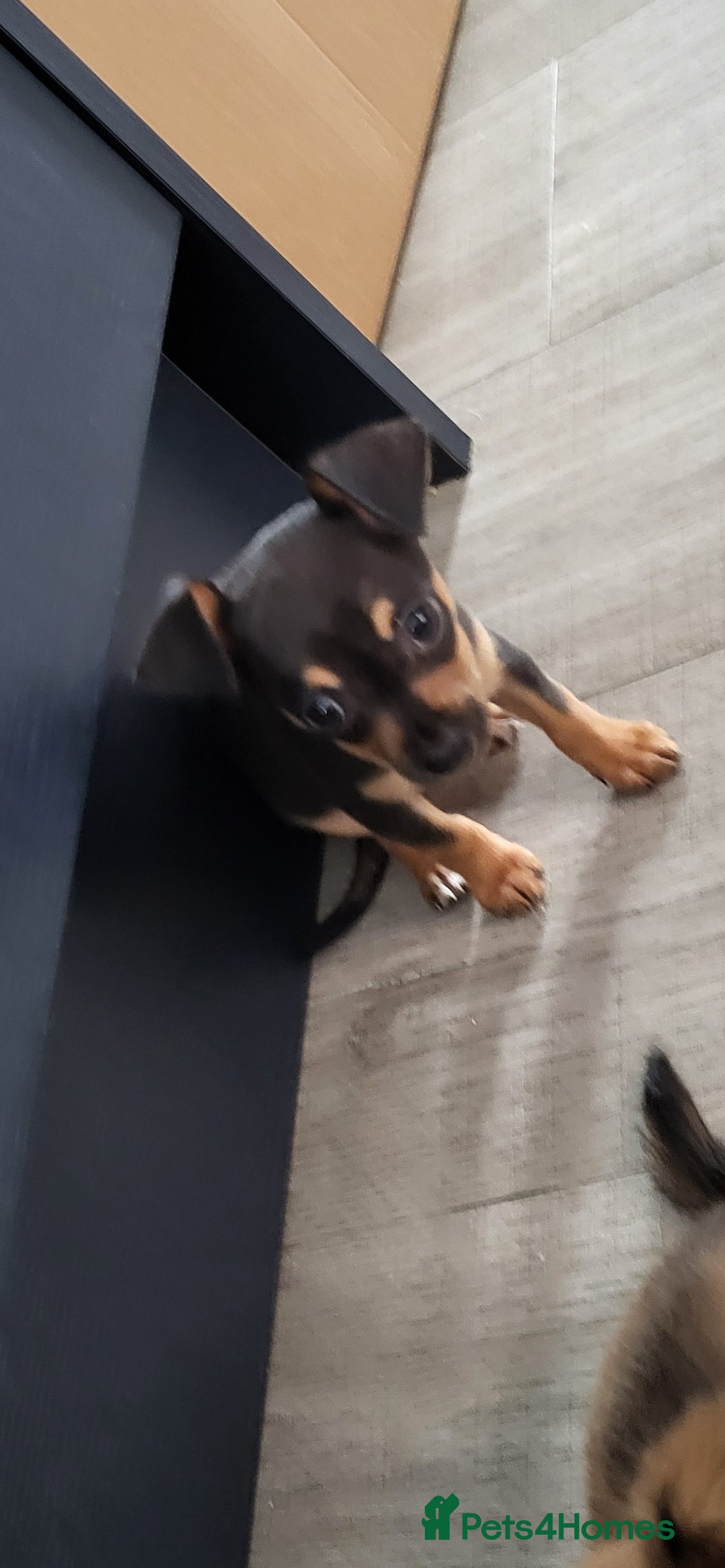 Chiweenie dogs for sale: Chiweenies  - Image 13