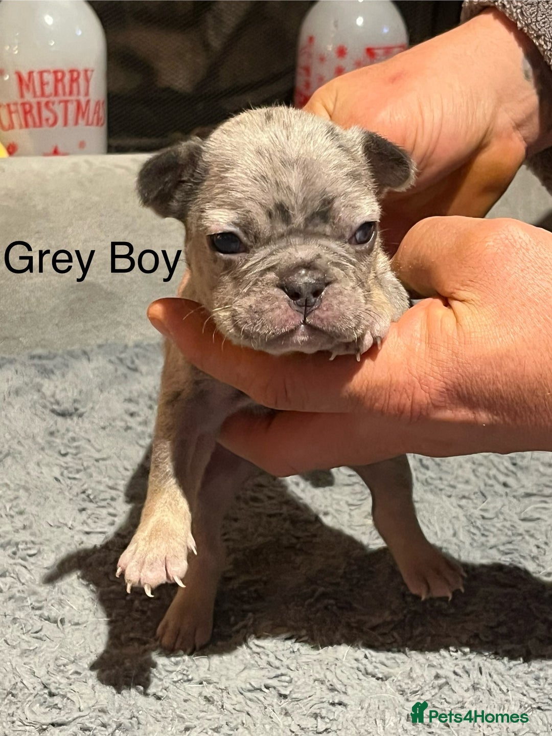 French Bulldog dogs for sale: DWKC Registered French Bulldog puppies for sale - Advert 12