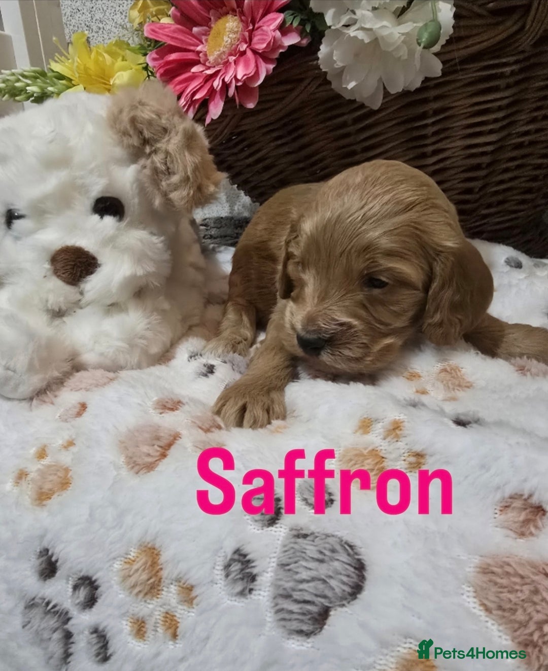 Cockapoo dogs for sale: Health tested cockerpoo F1 pups licensed Breeder  - Advert 3