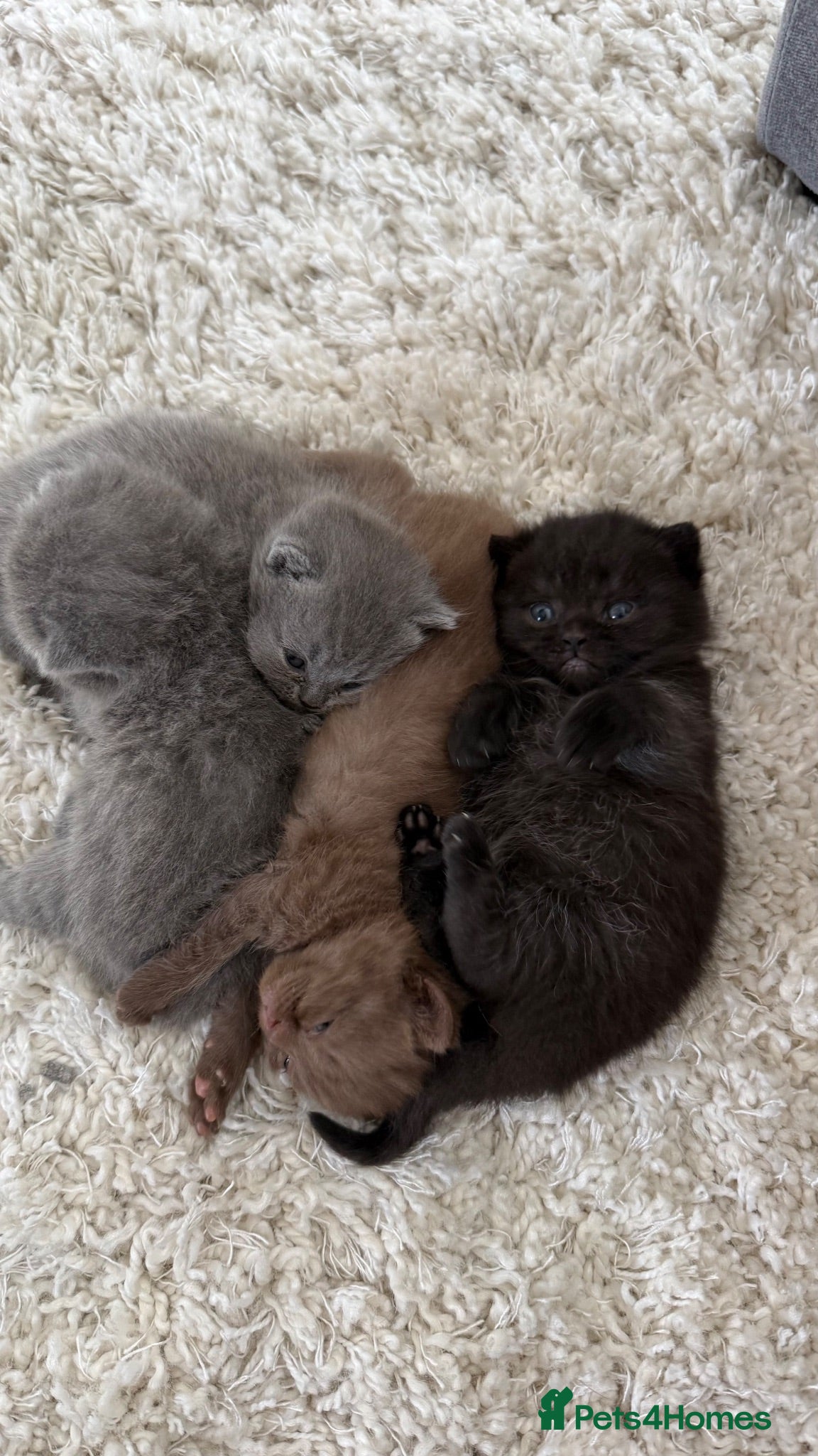 British Shorthair cats Stunning British short hair kittens  - Advert 1