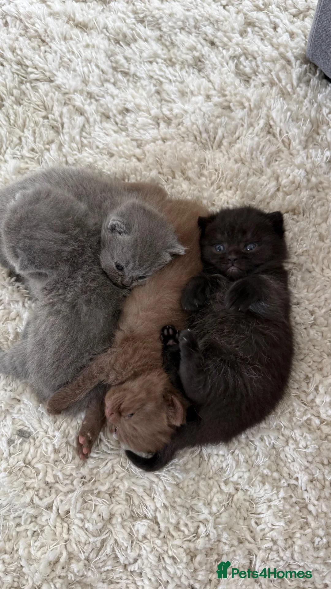 British Shorthair cats for sale: Stunning British short hair kittens  - Advert 1