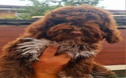 Lagotto Romagnolo dogs for sale: ❗️Ready to go❗️Lagotto - The best breed ever in London - Image 38
