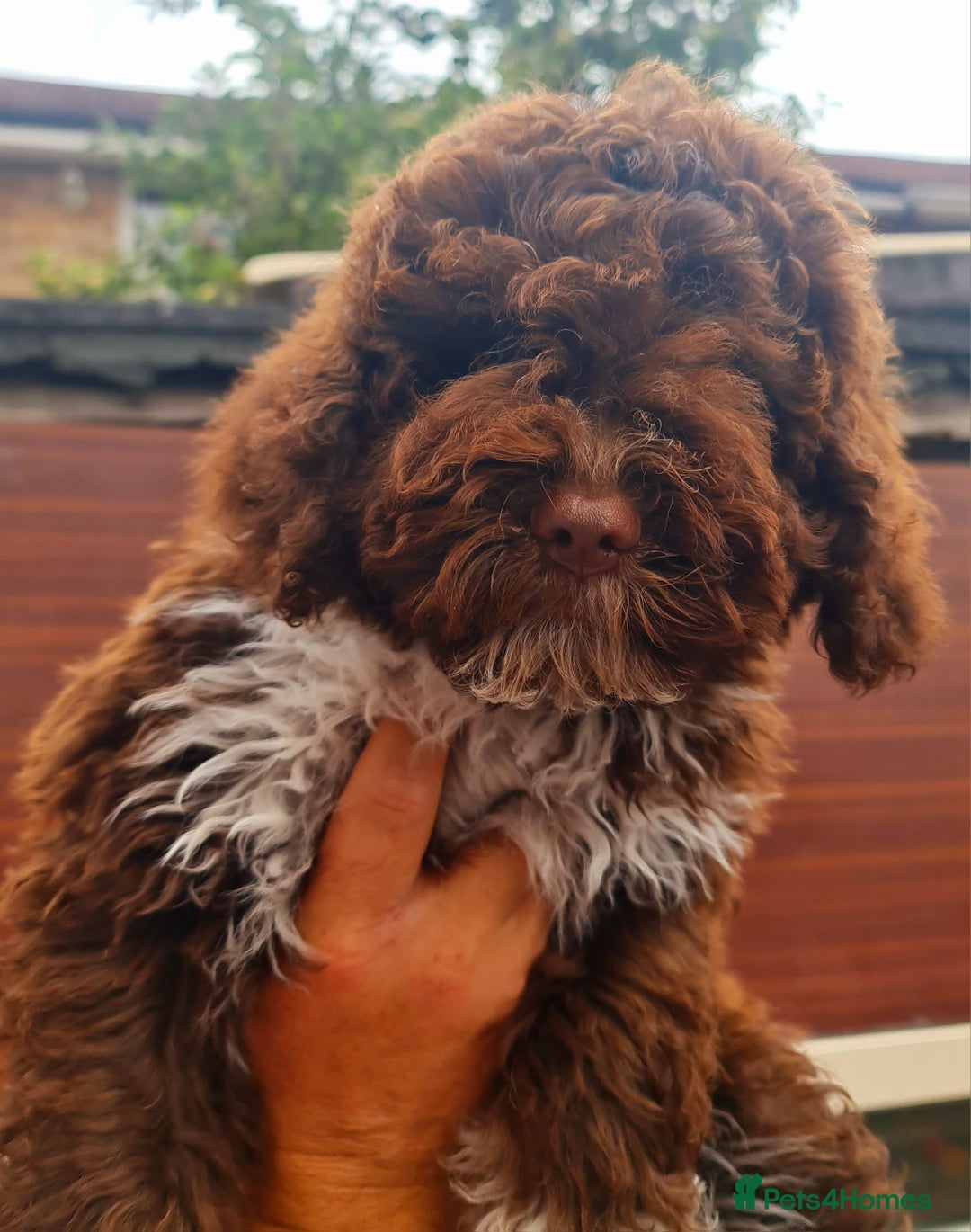 Lagotto Romagnolo dogs for sale: ❗️Ready to go❗️Lagotto - The best breed ever in London - Image 38