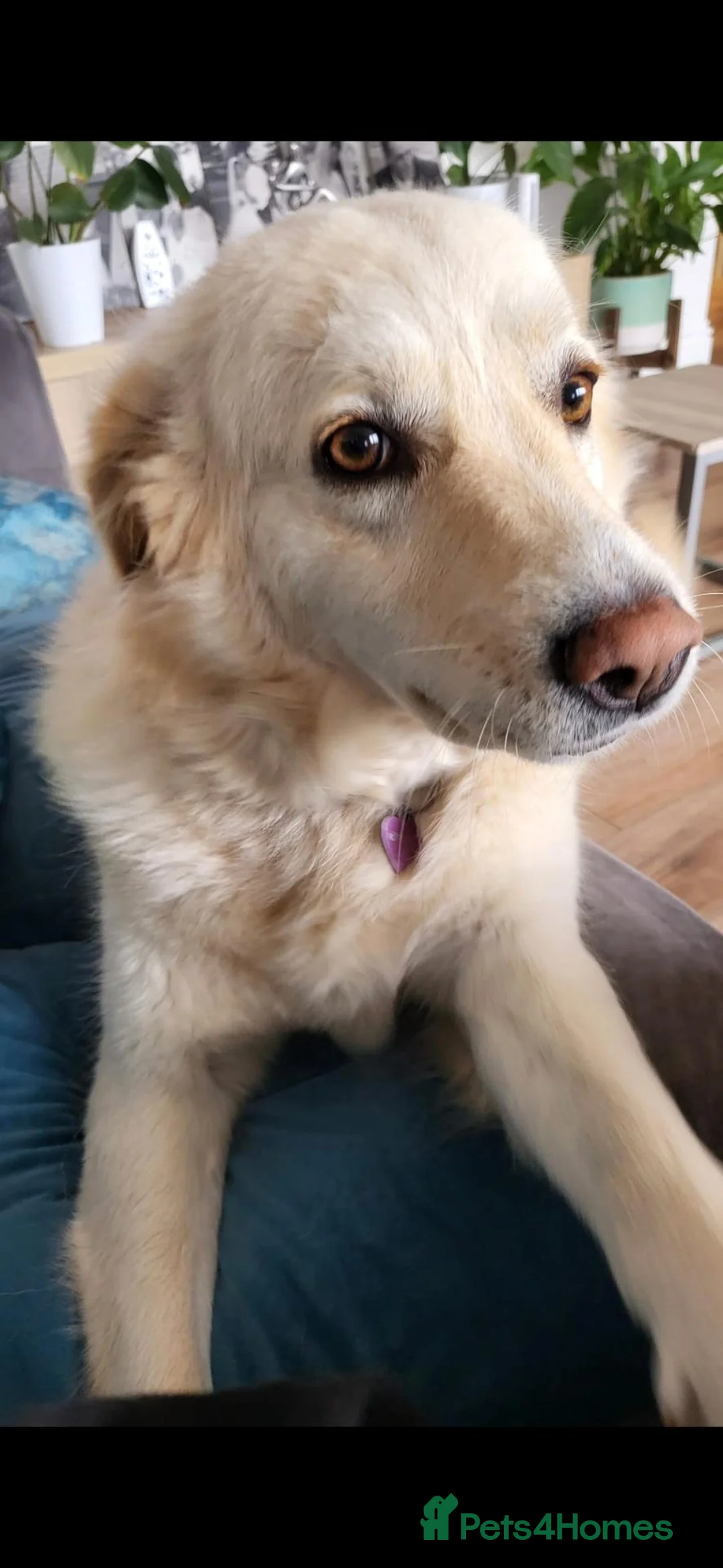 Mixed Breed dogs for sale: Rehome needed for Bailey in Crowborough - Advert 1