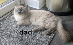 Ragdoll cats for sale: 5 beautiful kittens Ragdoll X Turkish  - Image 12