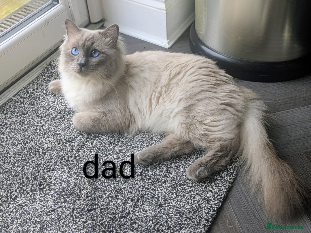 Ragdoll cats for sale: 5 beautiful kittens Ragdoll X Turkish  - Image 12