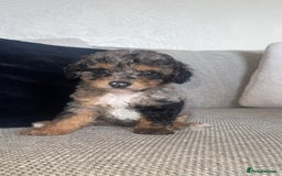 Mixed Breed dogs for sale: Cavapoochon X cockapoo - Image 6