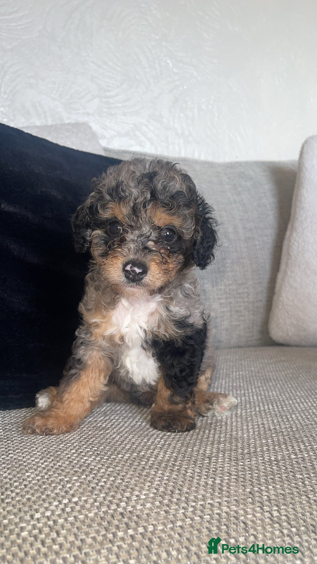Mixed Breed dogs for sale: Cavapoochon X cockapoo - Image 6