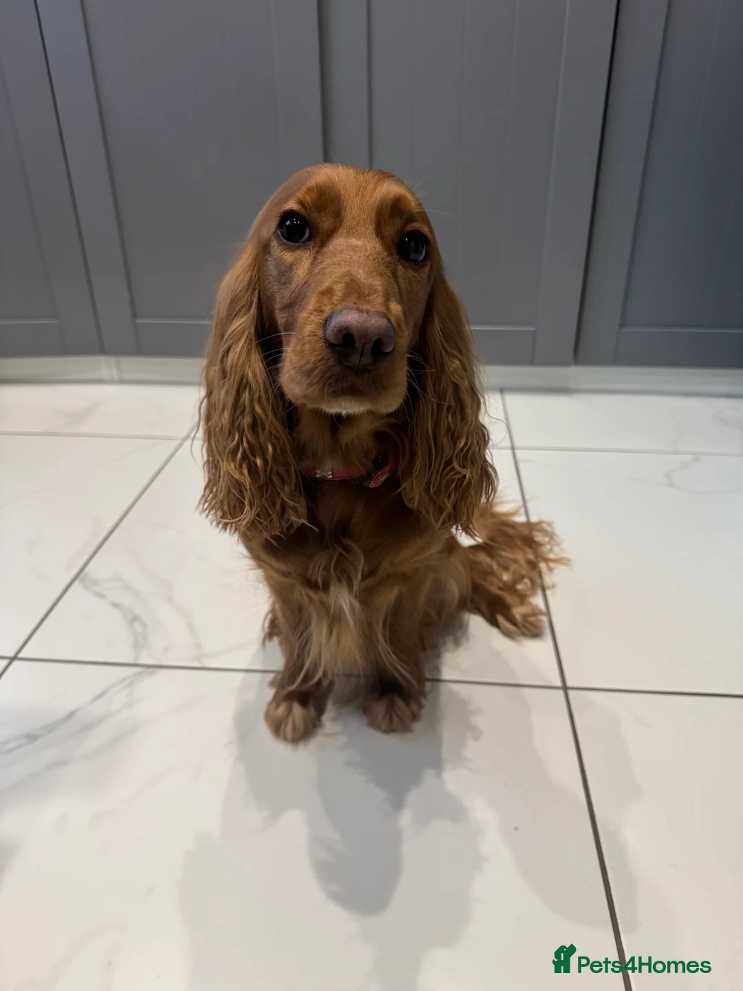 Cocker Spaniel dogs for sale: Show cocker spaniel  - Advert 4