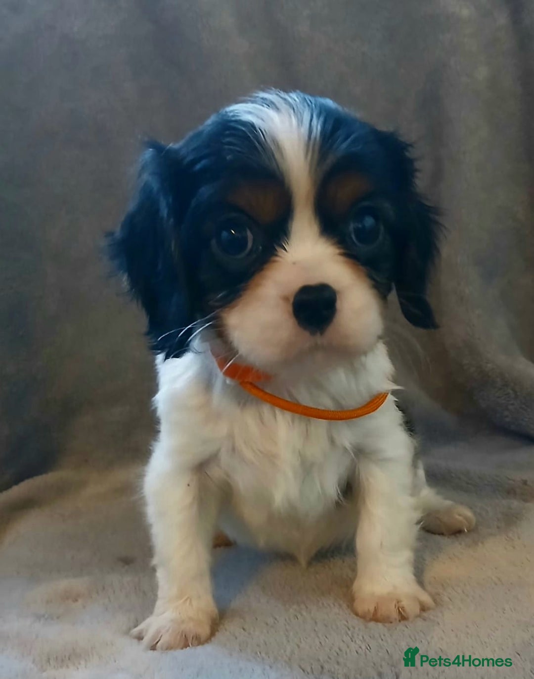 Cavalier King Charles Spaniel dogs for sale: Health tested Cavalier King Charles  - Advert 6