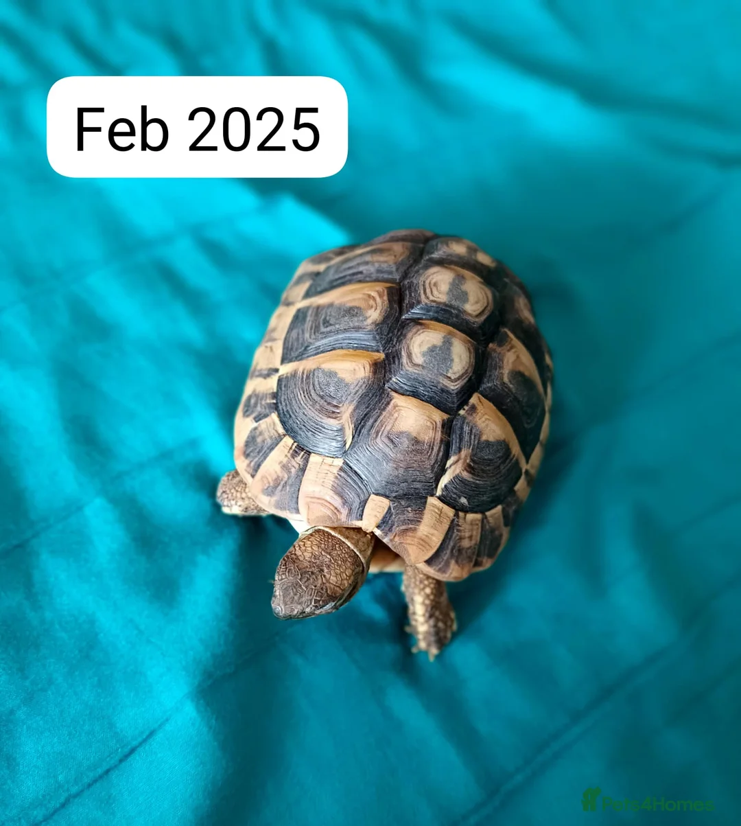 Hermann Tortoise reptiles for sale: Herman baby tortoise  - Advert 2