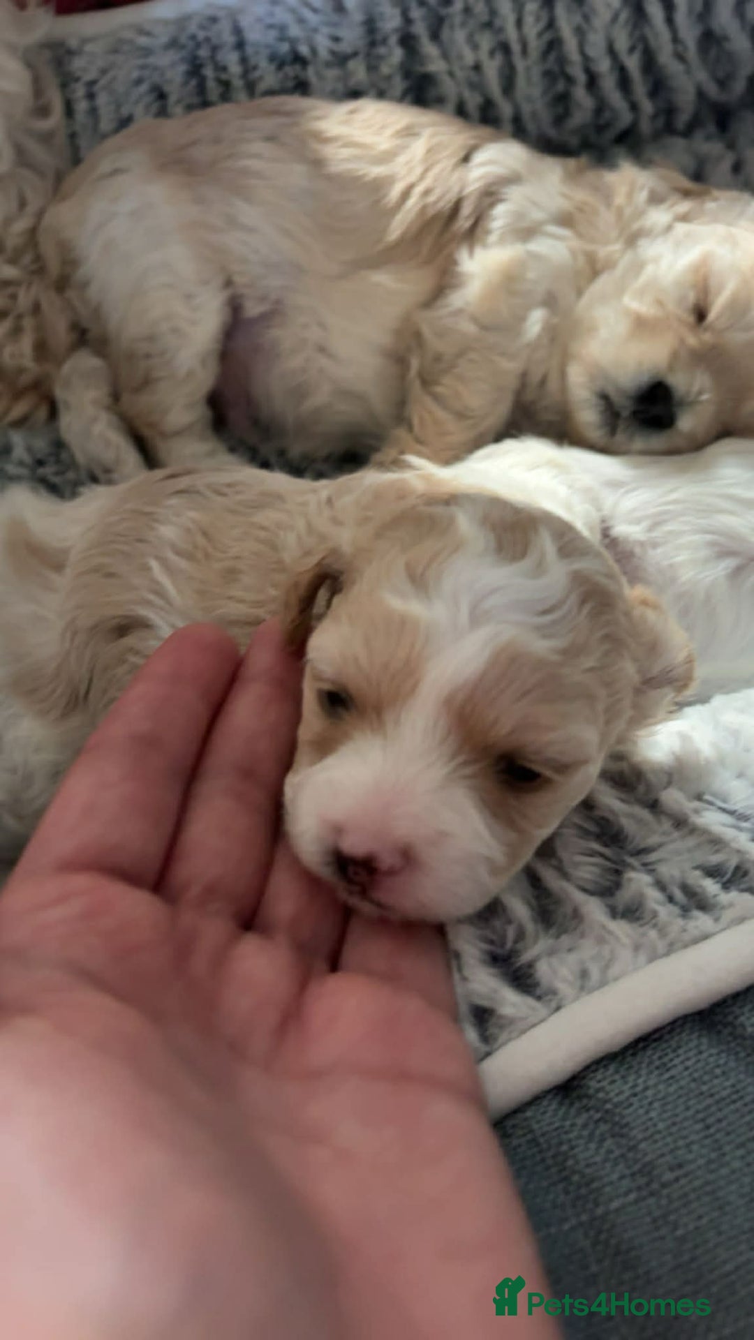 Mixed Breed dogs for sale: Maltons  - Advert 7