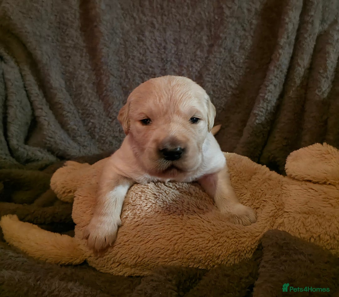 Golden Retriever dogs for sale: KC Golden Retrievers 🧬 Health Tested Parents - Advert 7