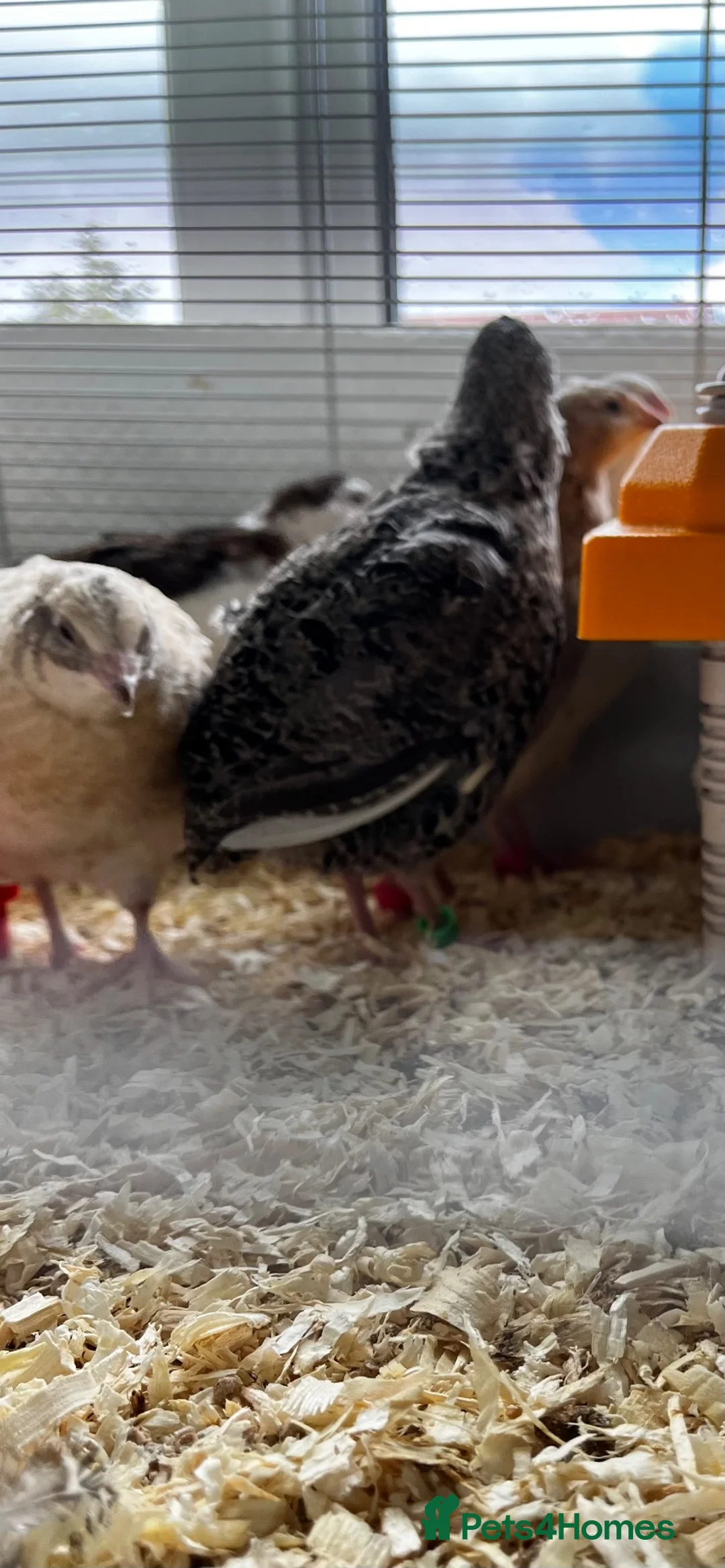 Quail poultry for sale: Male quail for breeding in Liverpool - Advert 2
