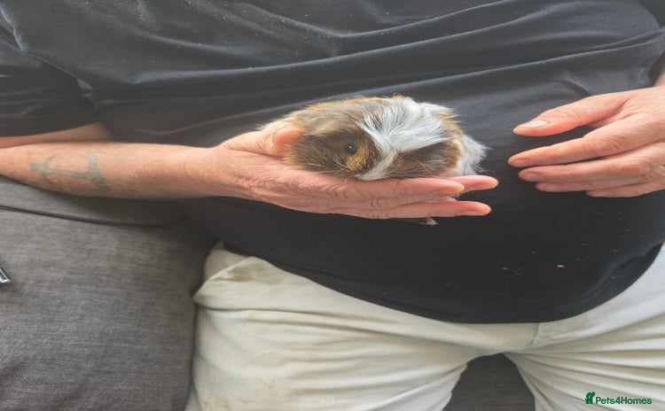 Guinea Pig rodents - Advert 1