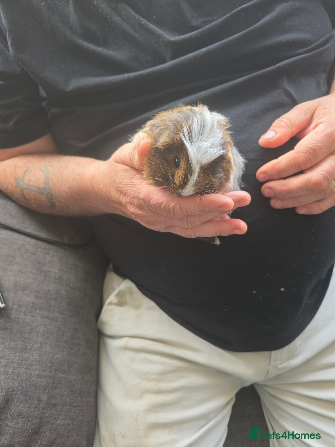 Guinea Pig rodents for sale: Male guinea pigs - Image 1