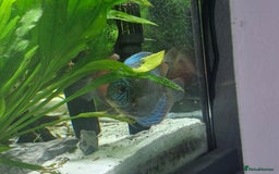 Discus fish for sale: Large discus fish  - Image 3