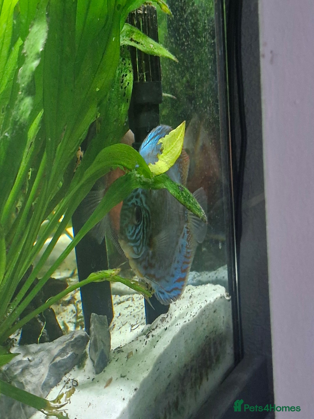 Discus fish for sale: Large discus fish  - Image 3