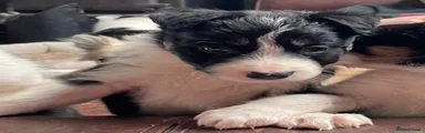 Border Collie Puppy 2