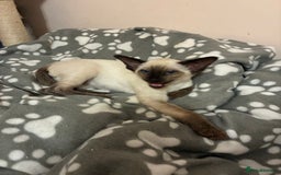 Siamese cats for sale: Two beautiful seal point brothers ❤️ - Advert 3