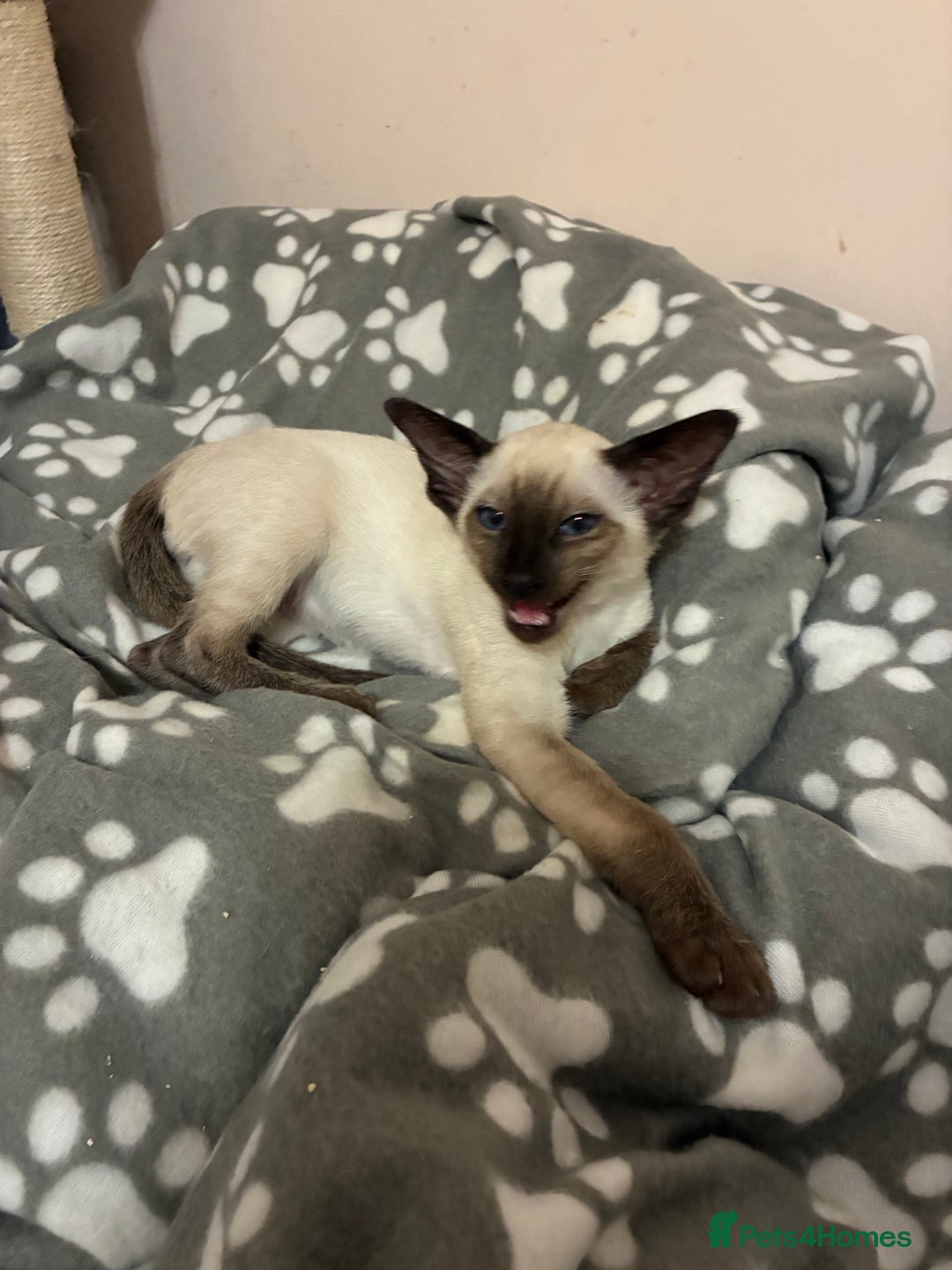 Siamese cats for sale: Two beautiful seal point brothers ❤️ - Advert 3