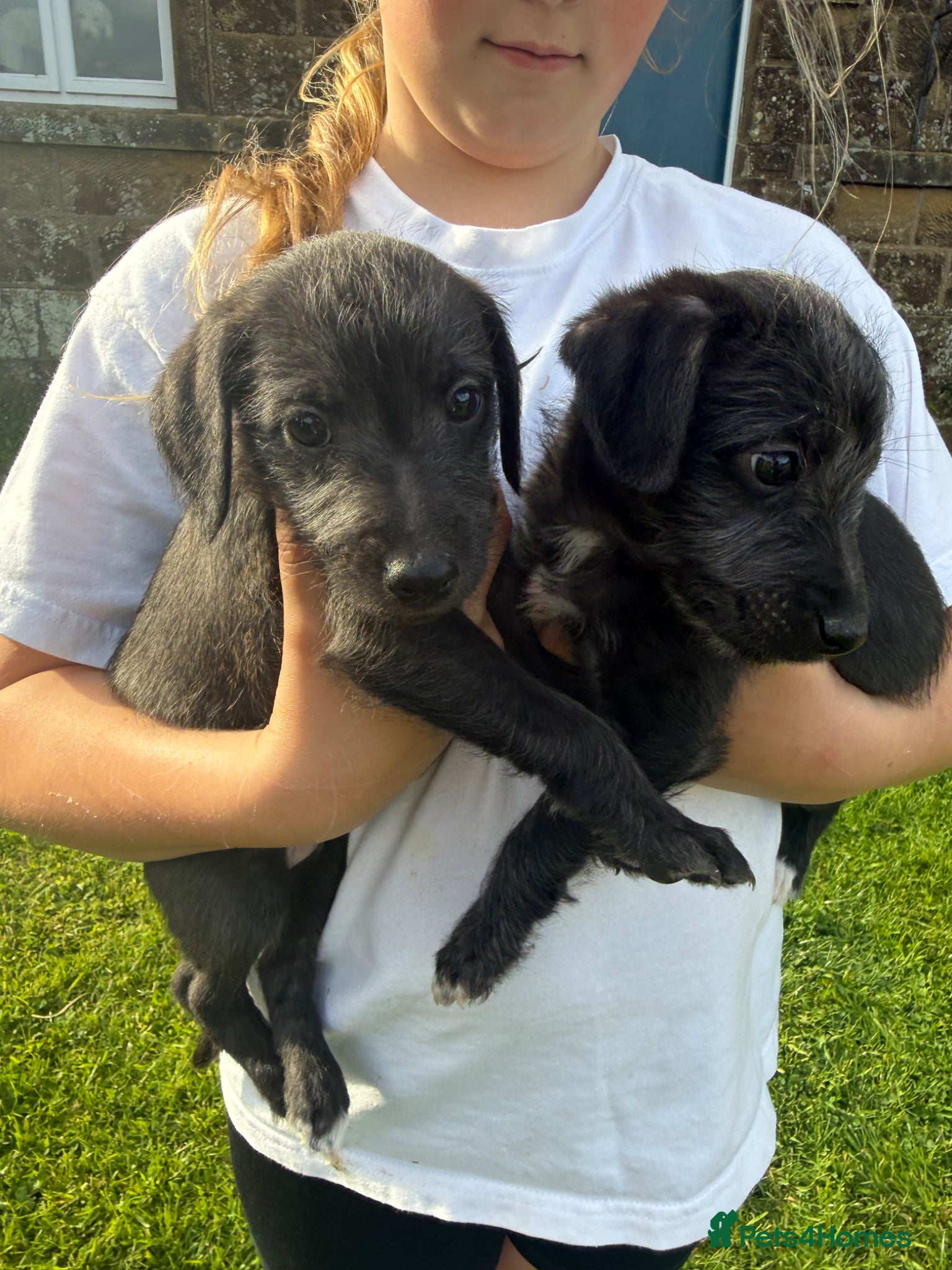 Mixed Breed dogs First Cross Bedlington Whippets - Advert 1