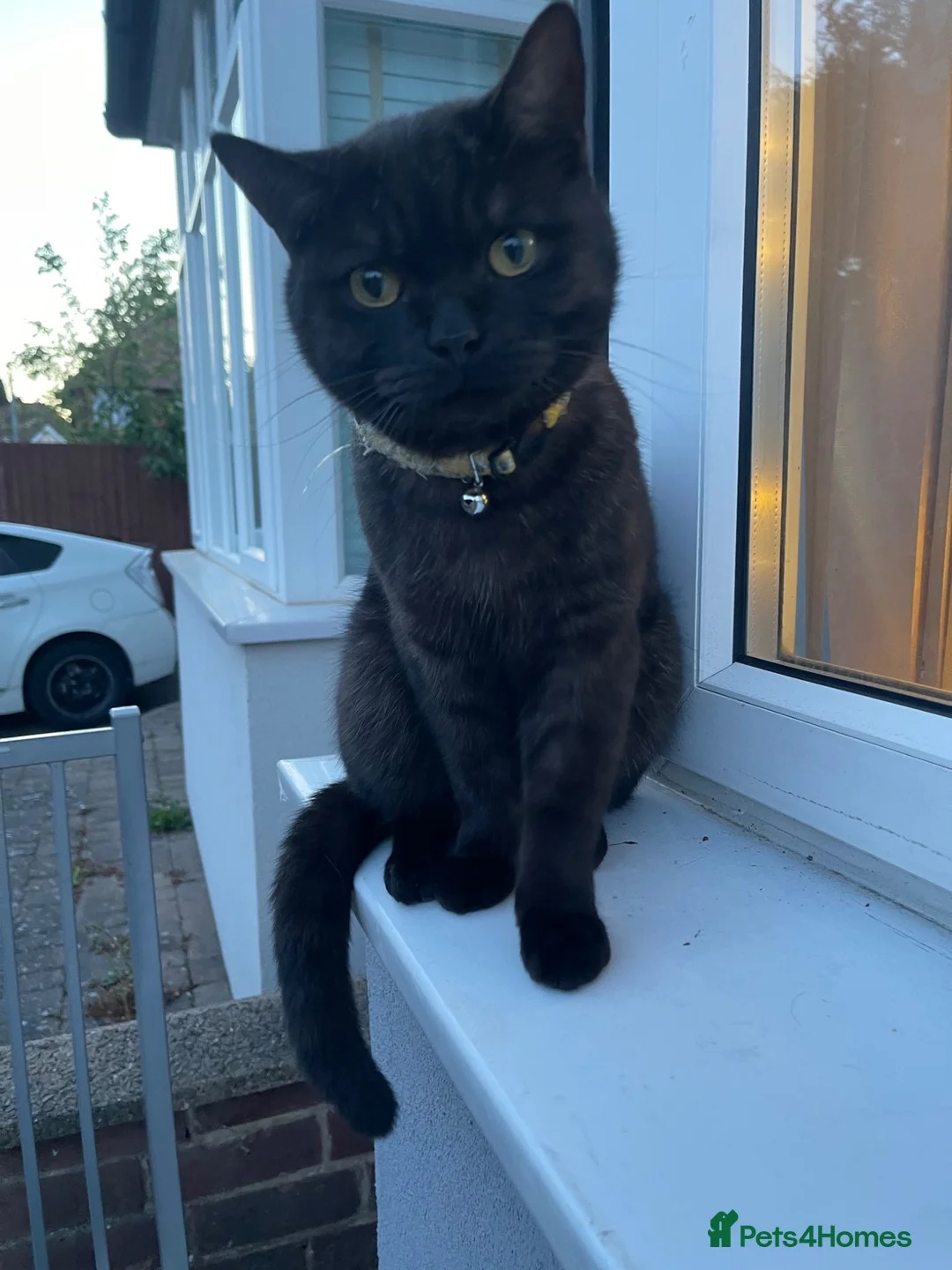 British Shorthair cats for sale: Looking for loving Home ❤️ kittens - Advert 6