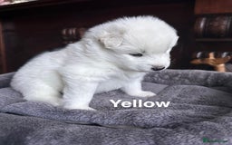 Samoyed dogs for sale: Samoyed Puppies — Ready to Reserve Now! - Image 9