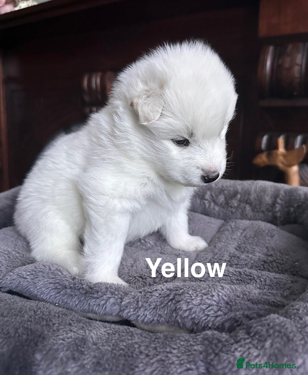 Samoyed dogs for sale: Samoyed Puppies — Ready to Reserve Now! - Image 9