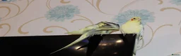 Cockatiels birds for sale: Two cockatiels bonded  in Edinburgh - Advert 4
